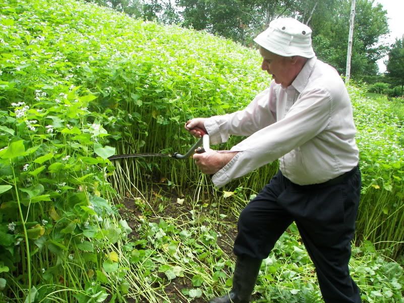 Buckwheat Harvest 2007